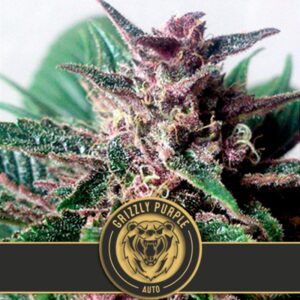 3 UND FEM - GRIZZLY PURPLE AUTO * BLIMBURN SEEDS 3 UND FEMINIZADAS