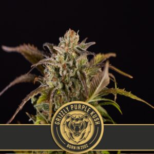 3 UND FEM - GRIZZLY PURPLE KUSH * BLIMBURN SEEDS 3 UND FEMINIZADAS