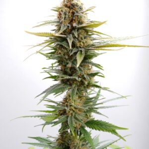 1 UND FEM - GSC * KANNABIA SEEDS 1 UND FEMINIZADAS