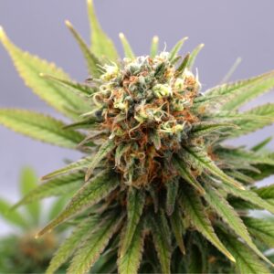 5x100 UND FEM - GSC * KANNABIA SEEDS 500 UND FEMINIZADAS