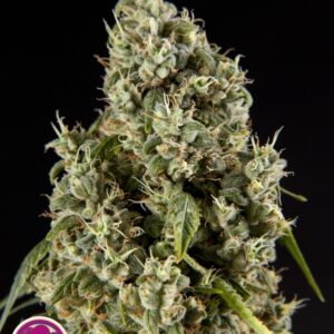25 UND FEM - GUAVA BERRY KUSH * PHILOSOPHER SEEDS 25 UND FEM