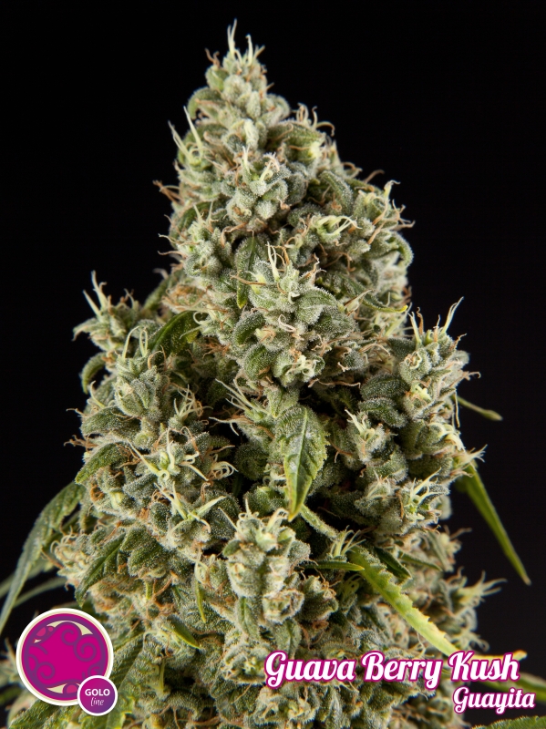 25 UND FEM - GUAVA BERRY KUSH * PHILOSOPHER SEEDS 25 UND FEM