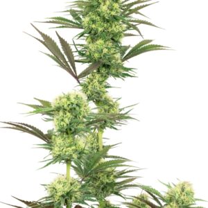 10 UND FEM  - GUAVA JELLY * SENSI WHITE LABEL 10 UND FEMINIZADAS