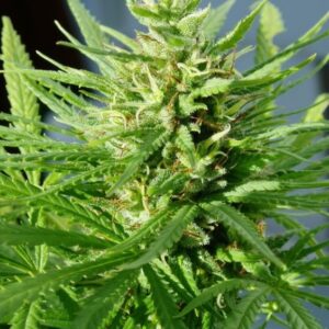 1 UND FEM - GUAWI * ACE SEEDS 1 UND FEMINIZADA