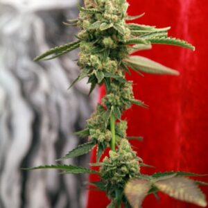 7 UND REG - GUAYAKA * REGGAE SEEDS 7 UND REGULARES