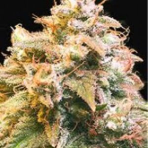 5 UND FEM - GUERILLA GLUE * BULK SEED 5 UND FEM