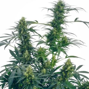 10 UND REG - GUERRILLA'S GUSTO ﾮ * SENSI SEEDS 10 UND REG