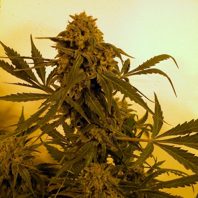 3 UND FEM - GUILLOTINE AUTO * FRENCH TOUCH SEEDS  FEMINIZADA 3 UND