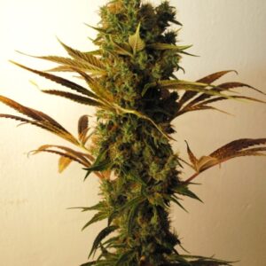 3 UND FEM - HAMMERSHARK * RESIN SEEDS FEMINIZADA 3 UND