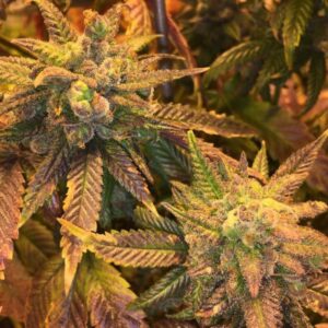 6 UND FEM - HAOMA * HOUSE OF THE GREAT GARDENER FEMINIZADA 6 UND