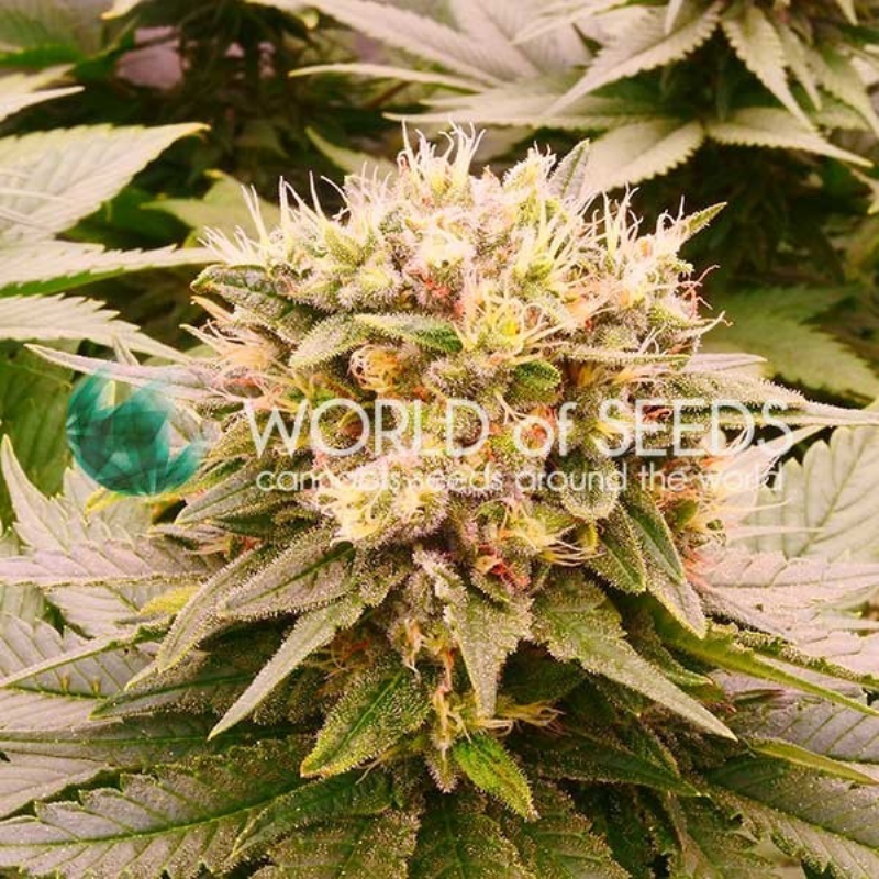 7 UND FEM - HARLEQUEEN THC FREE * WORLD OF SEEDS FEMINIZADA 7  UND