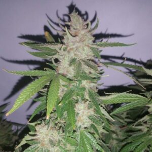 5 UND REG - HARLIQUEEN * SUBCOOL THE DANK 5 UND REGULARES