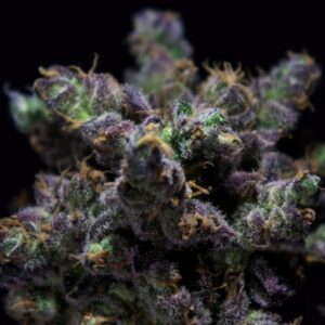 1 UND FEM - HARYBO * R-KIEM SEEDS 1 UND FEMINIZADAS