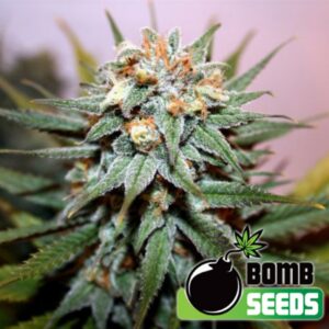 10 UND FEM - HASH BOMB * BOMB SEEDS 10 UND FEMINIZADAS