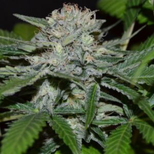 5 UND FEM - HASH FRUIT * CANNABIOGEN 5 UND FEMINIZADAS