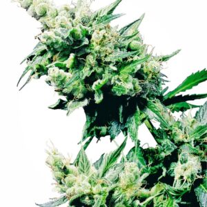 10 UND REG - HASH PLANT ﾮ * SENSI SEEDS 10 UND REG