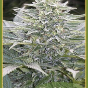 50 UND REG - HASHBERRY * MANDALA SEEDS 50 UND REGULARES