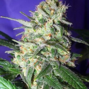 10 UND REG - HASHBERRY * MANDALA SEEDS 10 UND REGULARES