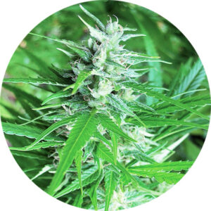 10 UND REG - HAZE AUTO TAO * TOP TAO SEEDS 10 UND REGULARES