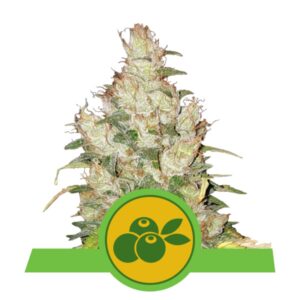 10 UND FEM - HAZE BERRY AUTO USA PREMIUM  * ROYAL QUEEN 10 UND FEMINIZADA