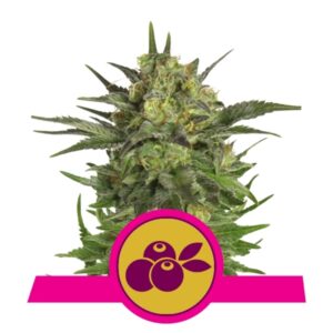 100 UND FEM - HAZE BERRY * ROYAL QUEEN 100 UND FEMINIZADAS