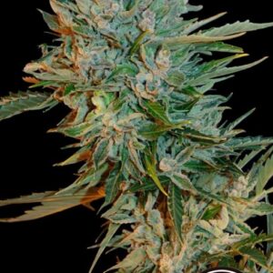 10 UND FEM - HAZE GOM * GRASSOMATIC 10 UND FEM