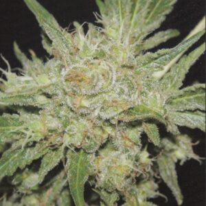 3 UND FEM - HAZE * HOMEGROWN FANTASEEDS 3 UND FEMINIZADAS