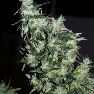 5 UND REG - HAZE SPECIAL * K.C.BRAINS 5 UND REGULARES