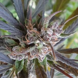 1 UND FEM - HAZE X KALI CHINA * ACE SEEDS 1 UND FEMINIZADA