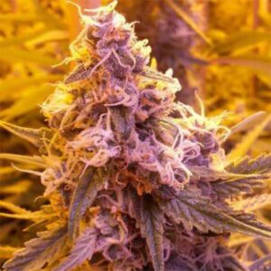 5 UND REG - HAZEY MARGARITA LTD * SUBCOOL THE DANK 5 UND REGULARES