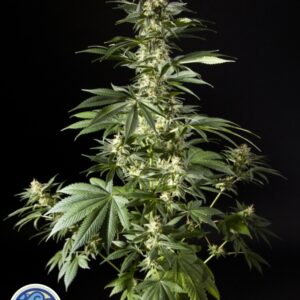 25 UND FEM - HEAVEN'S FRUIT * PHILOSOPHER SEEDS 25 UND FEM