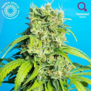 3 UND FEM - HEAVEN'S GATE CBD * TROPICAL SEEDS 3 UND FEMINIZADAS