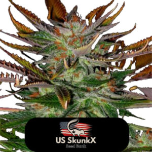 10 UND FEM - HEAVY BLUE CHEESE * US SKUNKX SEEDS 10 UND FEMINIZADAS