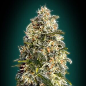 3 UND FEM - HEAVY BUD * ADVANCED SEEDS 3 UND FEM