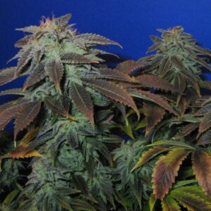 5 UND REG - HEAVY DUTY FRUITY * T.H. SEEDS REGULAR 5 UND