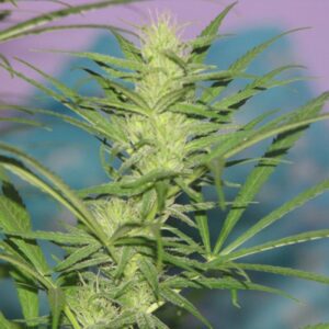 12 UND FEM - HER MAJESTY * ORIGINAL DELICATESSEN 12 UND FEMINIZADAS