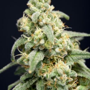 6 UND FEM - HERE COMES THE BARB * HOUSE OF THE GREAT GARDENER FEMINIZADA 6 UND