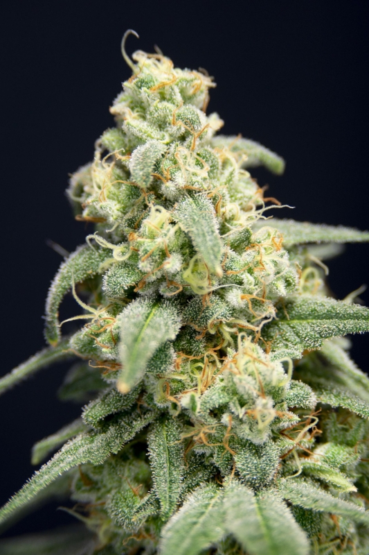 6 UND FEM - HERE COMES THE BARB * HOUSE OF THE GREAT GARDENER FEMINIZADA 6 UND