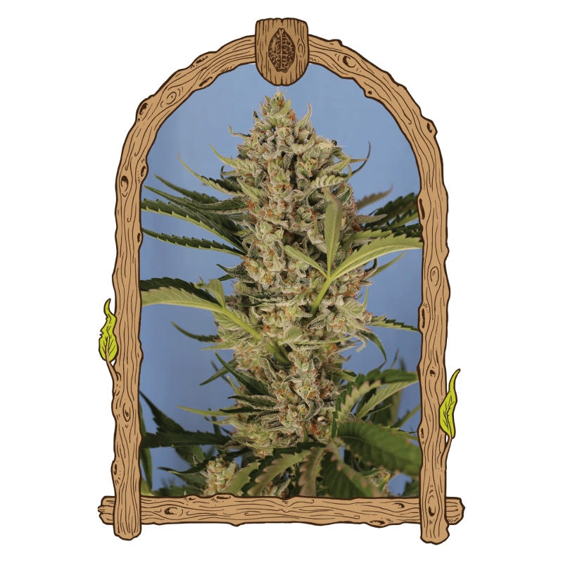 5 UND FEM - HERZ OG AUTO * EXOTIC SEED FEMINIZADA 5 UND