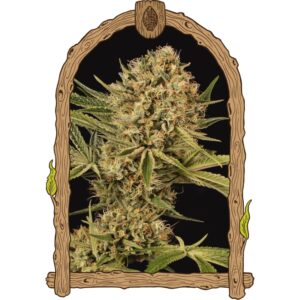 3 UND FEM - HERZ OG * EXOTIC SEED FEMINIZADA 3 UND