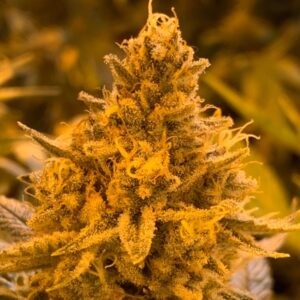 10 UND REG - HIBISCUS * R-KIEM SEEDS 10 UND REGULARES