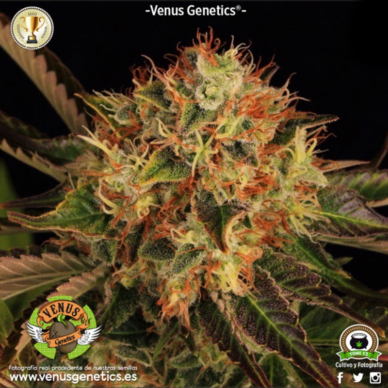 100 UND FEM - HIELO * VENUS GENETICS 100 UNDS FEMINIZADAS