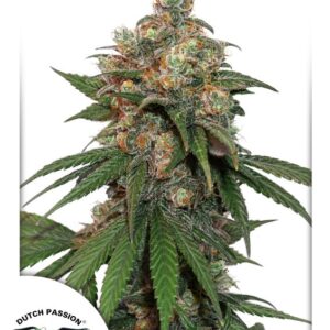 10 UND FEM - HIFI 4G ﾮ * DUTCH PASSION 10 UND FEMINIZADAS