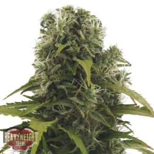 10 UND FEM - HIGH DENSITY AUTO * HEAVYWEIGHT SEEDS 10 UND FEMINIZADAS