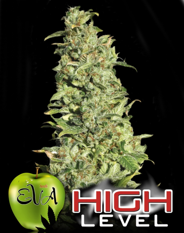 100 UND FEM - HIGHT LEVEL * EVA SEEDS 100 UND FEMINIZADAS