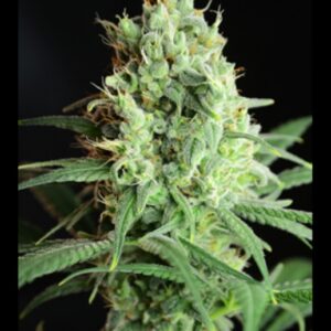 6 UND FEM - HIGHLO * HOUSE OF THE GREAT GARDENER FEMINIZADA 6 UND