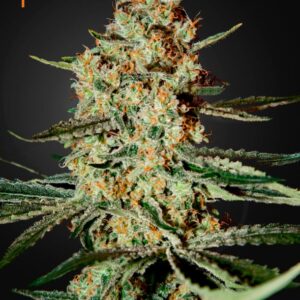 5 UND FEM - HIMALAYA GOLD  * GREEN HOUSE 5 UND FEMINIZADAS