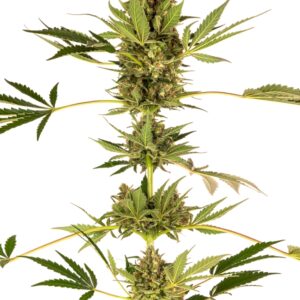 1 UND FEM - HIMALAYAN CBD * SENSI SEEDS FEMINIZADA 1 UND