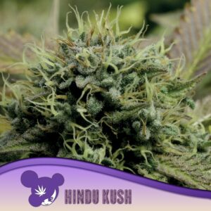 3 UND FEM - HINDU KUSH * ANESIA SEEDS 3 FEMINIZADAS