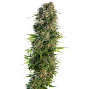 3 UND FEM - HINDU KUSH AUTOMATIC ﾮ * SENSI SEEDS 3 UND FEMINIZADAS